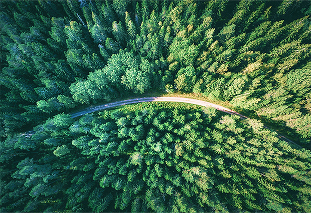top view of forest with a small stream