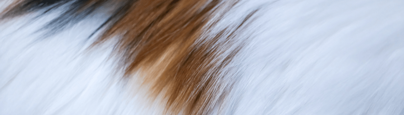 Fur texture, close-up