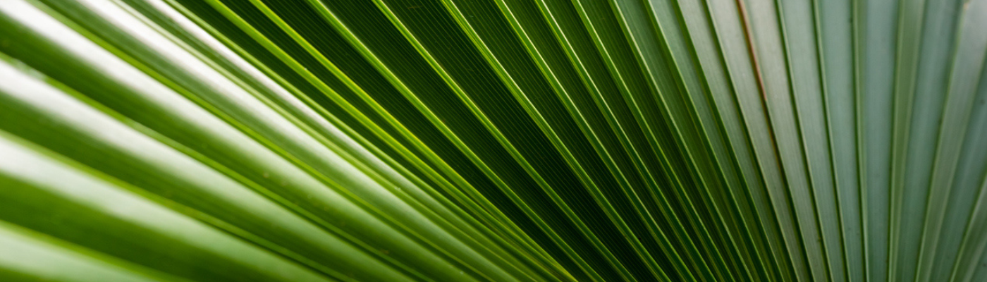 green palm leaf
